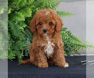 Cavapoo Puppy for sale in NARVON, PA, USA