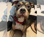 Small #22 American Pit Bull Terrier Mix