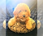Small Photo #1 Goldendoodle Puppy For Sale in RUSKIN, FL, USA