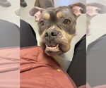 Small #13 Bulldog Mix