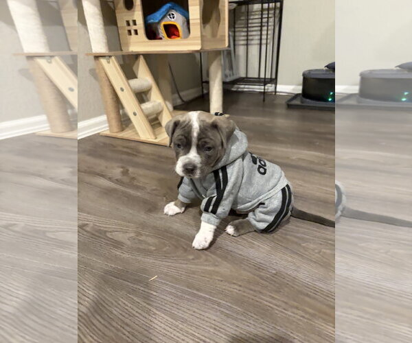 Medium Photo #2 American Bulldog-Unknown Mix Puppy For Sale in The Woodlands, TX, USA