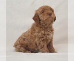 Puppy Cheerio Orange Goldendoodle (Miniature)