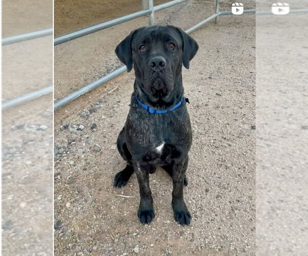 Medium Photo #16 Mastiff Puppy For Sale in Goodyear, AZ, USA