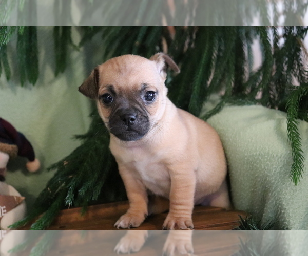 Medium Photo #3 Jug Puppy For Sale in SHILOH, OH, USA