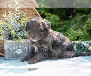 Medium Miniature Bernedoodle