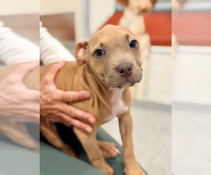 Mutt Dogs for adoption in Manahawkin, NJ, USA