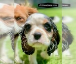 Puppy Elsa ACA Cavalier King Charles Spaniel