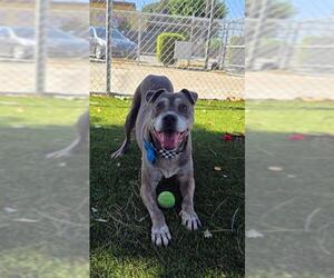 Mutt Dogs for adoption in Downey, CA, USA