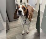 Small #2 Beagle