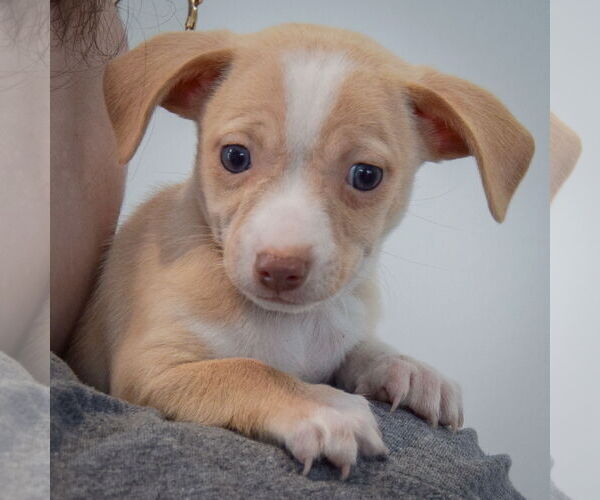 Medium Photo #4 Chiweenie Puppy For Sale in Huntley, IL, USA