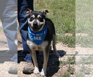 Rocky - Male English Bullweiler Dog for Adoption - Photo #4