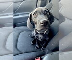 Small Photo #30 Labrador Retriever-Unknown Mix Puppy For Sale in Brewster, NY, USA