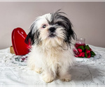Small #3 Shih Tzu