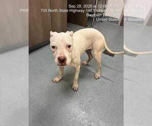 Boxer-Unknown Mix Dogs for adoption in Baytown, TX, USA