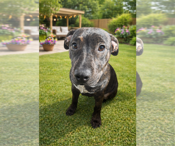 Medium Photo #1 Staffordshire Bull Terrier-Unknown Mix Puppy For Sale in Holly Springs, NC, USA