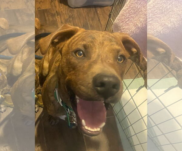 Medium Photo #5 Mutt Puppy For Sale in Holly Springs, NC, USA