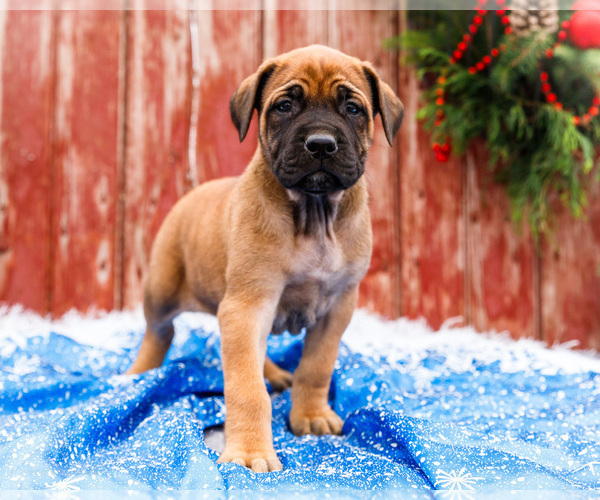 Medium Photo #47 Mastiff Puppy For Sale in WAKARUSA, IN, USA