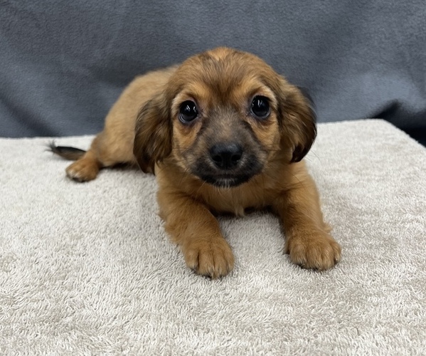 Medium Photo #23 Chiweenie Puppy For Sale in SAINT AUGUSTINE, FL, USA