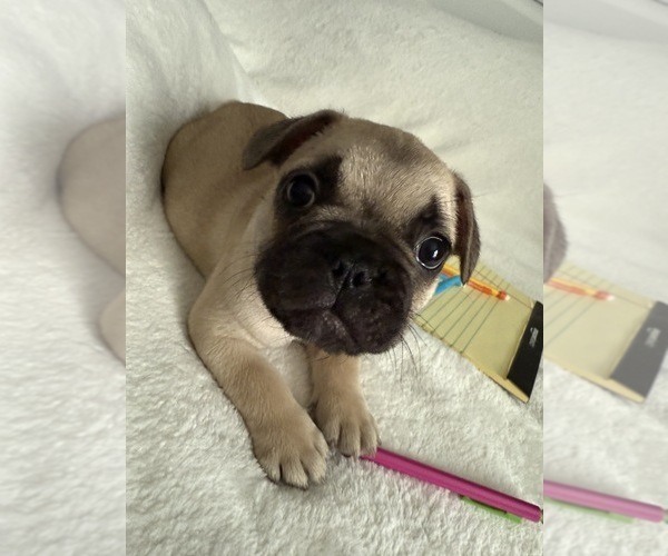 Medium Photo #9 French Bulldog Puppy For Sale in OPP, AL, USA