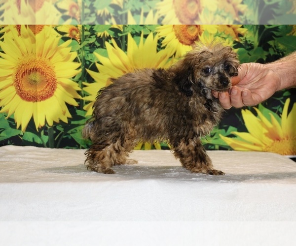 Medium Photo #37 Poodle (Toy) Puppy For Sale in DYERSBURG, TN, USA