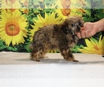 Marbles - Male Poodle (Toy) Puppy for Sale - Photo #37
