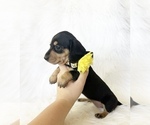 Small #4 Dachshund