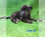 Puppy 3 Akita