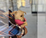 Small #2 Chihuahua