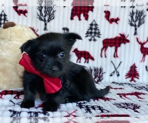 Schipperke-Yorkshire Terrier Mix Puppy for sale in LANCASTER, PA, USA