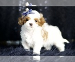 Small #7 Maltipoo