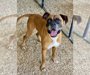 Boxer Dogs for adoption in Austin, TX, USA