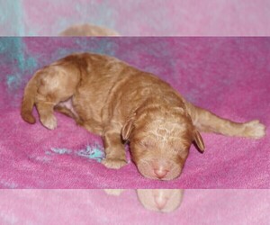 Miniature Labradoodle Puppy for sale in LA HABRA, CA, USA