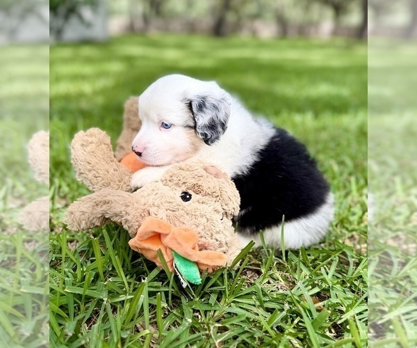 Medium Photo #32 Miniature Australian Shepherd Puppy For Sale in ANTHONY, FL, USA