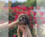 Puppy Earth Cocker Spaniel