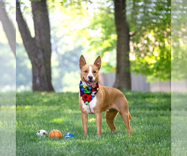 Medium Photo #2 Basenji-Unknown Mix Puppy For Sale in Unionville, PA, USA