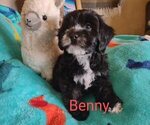 Puppy 2 Cavachon-Poodle (Miniature) Mix