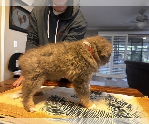 Medium Photo #2 Miniature Australian Shepherd Puppy For Sale in ESCALON, CA, USA