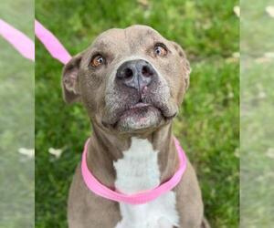 Mutt Dogs for adoption in Woodland, CA, USA