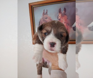 Pembroke Welsh Corgi Puppy for sale in KEENESBURG, CO, USA