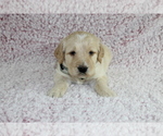Small Photo #3 Goldendoodle Puppy For Sale in HOMELAND, CA, USA