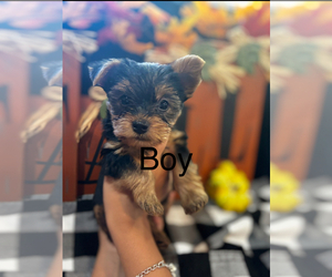 Yorkshire Terrier Puppy for sale in PHILLIPS RANCH, CA, USA