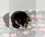 Small #10 Pomsky-Shiba Inu Mix