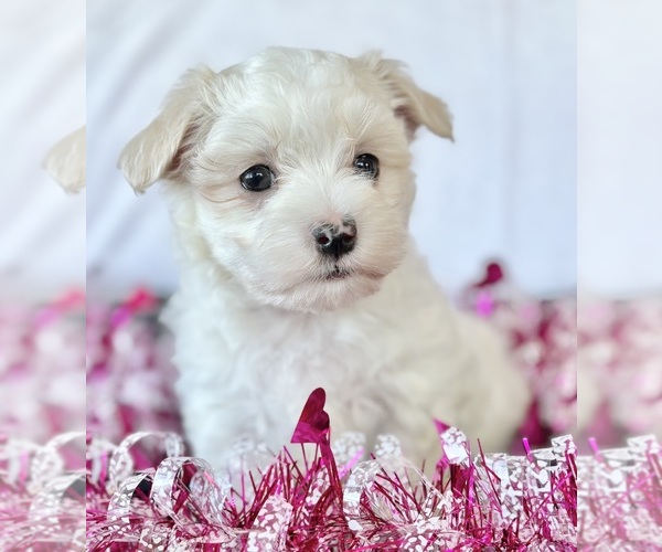 Medium Photo #1 Maltese Puppy For Sale in ROCK STREAM, NY, USA
