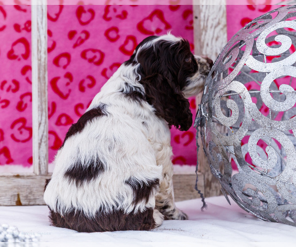 Medium Photo #8 Cocker Spaniel Puppy For Sale in WAKARUSA, IN, USA
