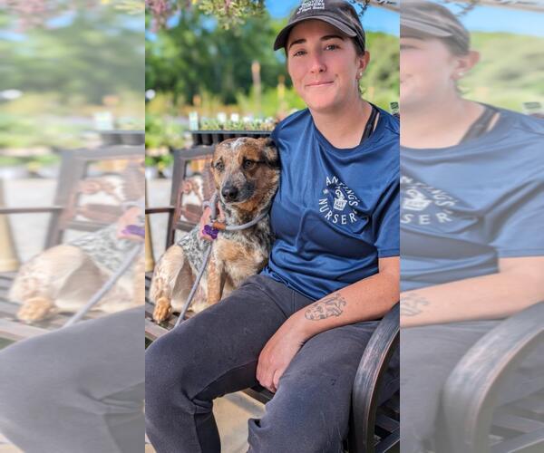 Medium Photo #1 Mutt Puppy For Sale in Lacombe, LA, USA