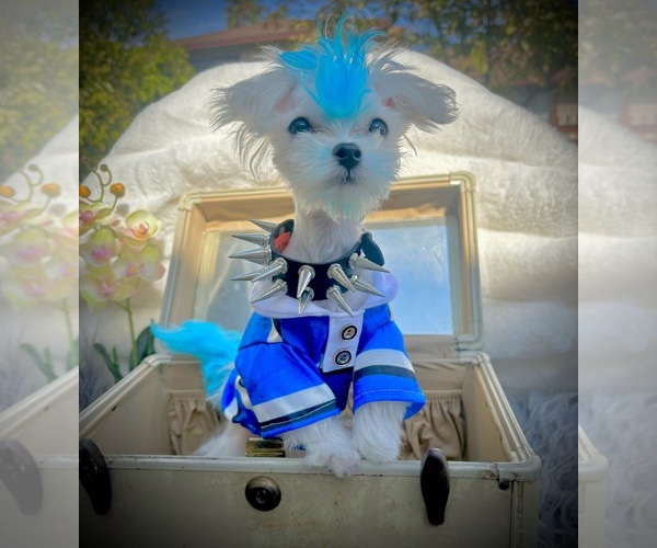 Medium Photo #1 Maltese Puppy For Sale in UPLAND, CA, USA