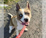 Small #2 Catahoula Leopard Dog Mix