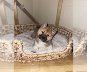 Shiba Inu Puppy for Sale in TEMPLE, Texas USA