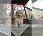 Small Photo #2 Goldendoodle Puppy For Sale in MILLEN, GA, USA