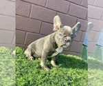 Small Photo #18 French Bulldog Puppy For Sale in MOBILE, AL, USA